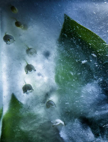 Congelato Bel Fiore Giglio Della Foglia Valle Texture Ghiaccio Retroilluminazione — Foto Stock