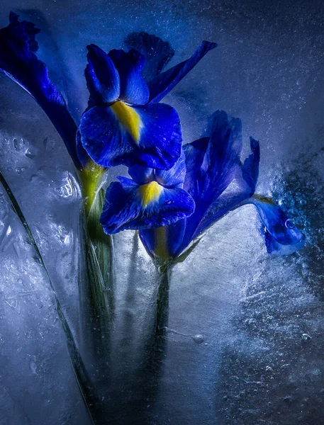 Fiori Congelati Nel Ghiaccio Consistenza Del Ghiaccio Iridi Blu — Foto Stock