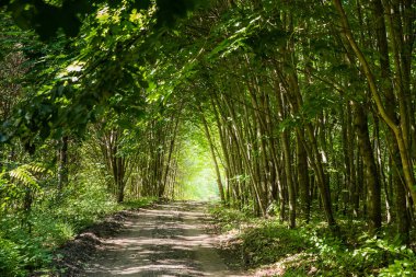 Ağaçlardan yapılmış bir orman tüneli.