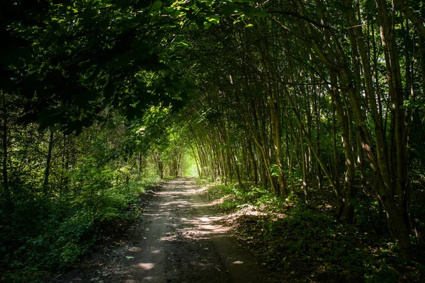 Un tunnel forestale fatto di alberi. — Foto Stock