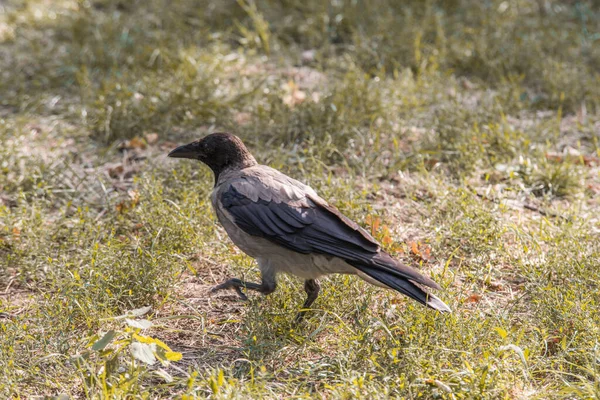 Corbeau à capuchon sur les branches d'un arbre. — Photo