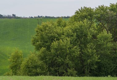 Farklı türde ağaçlar. Çeşitli yeşillik renkleri.