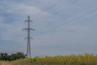 Genç ayçiçekleri yazın tarlada büyürler. Sarı çiçekler ve yeşil yapraklar güneşte oynuyor. Öğleden sonra fırtınadan önce mavi bulutlu bir gökyüzü.