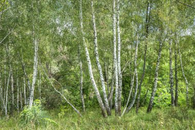 Birch Korusu. Beyaz gövdeli ve parlak yeşil yapraklı bir orman..