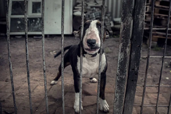 Dog breed bull terrier behind bars. In black and white spots. Dangerous. Security. Security guard.