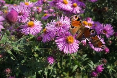 Kırmızı çiçeklerdeki kelebekler. Seçici odak.
