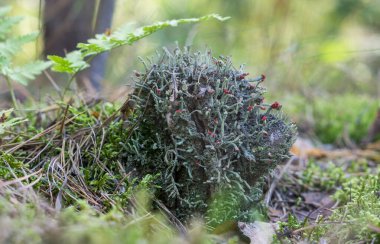 Kırmızı uçlu yosun. Seçici odaklanma. Bulanık arkaplan.