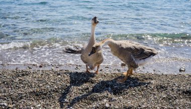 Suyun üstünde iki saldırgan kaz..