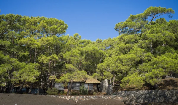 Wooden villa in a beautiful pine forest.