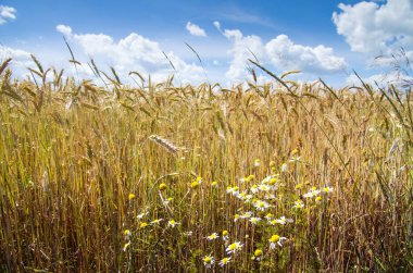Olgunlaşmış buğday tarlasında.