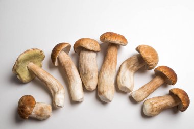 Taze toplanmış domuz mantarı. Kahverengi şapkalı Boletus..