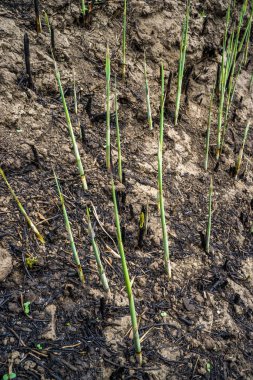 Yangından sonra çimenlerin büyümesi.