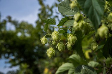 Bira üretimi için. Seçici odak.
