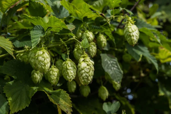 Hops for beer production. Selective focus.