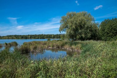 Bir yaz günü gölün yakınındaki çalılıklar..