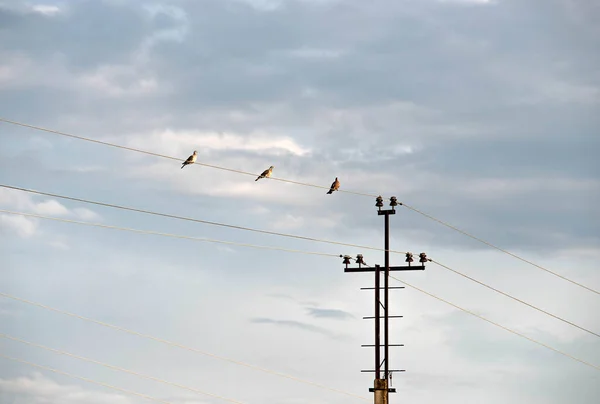 Conceito Cabo Elétrico Pigeon Pombos Selvagens Contra Céu Azul — Fotografia de Stock