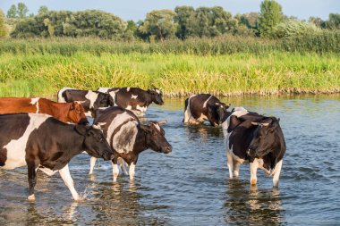 İnekler ve sığırlar bir su birikintisinde serinliyor..