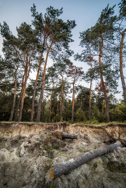 Estrazione Ambra Nella Foresta Distruzione Della Foresta Catastrofe Ecologica — Foto Stock