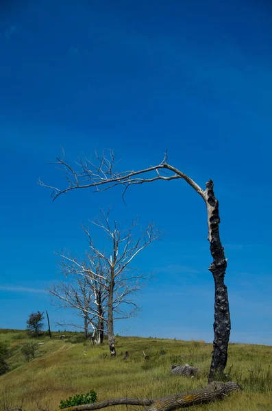 Mavi Gökyüzüne Karşı Yanmış Ağaç Felaketin Sembolü — Stok fotoğraf