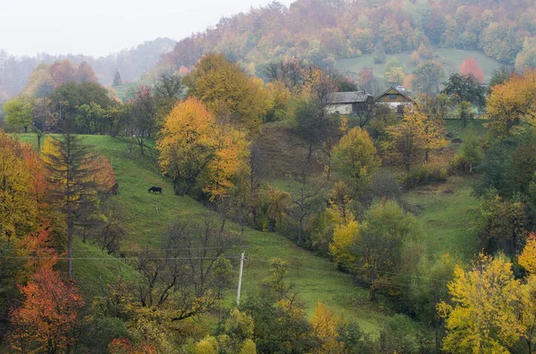 Πολύχρωμα φθινοπωρινά δέντρα στα βουνά. Τοπίο με ποικιλία ζεστών χρωμάτων. — Φωτογραφία Αρχείου