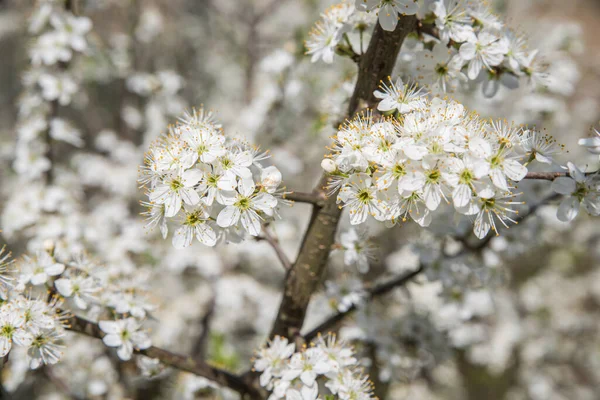 Branch Flowering Blackthorn Selective Focus Blurred Background — Stock Photo, Image