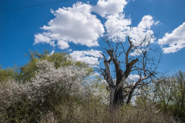 Dead Withered Tree Flowering Thorn Bushes Blue Sky Clouds — Stock Photo, Image