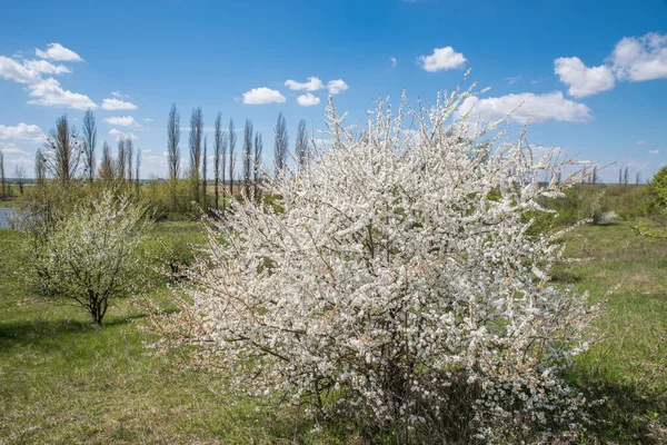 Spring Thorn Bush Full Bloom Meadow — Stock Photo, Image