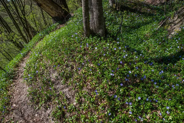 Foresta Primaverile Con Pervinca Fiore Nelle Radure Sotto Alberi Secolari — Foto Stock