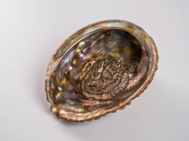 Güzel deniz kabuğu, beyaz arka planda incinin annesi..