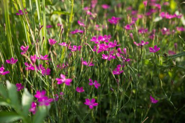 Vahşi karanfil. Karanfil çiçeklerinin arka planı.