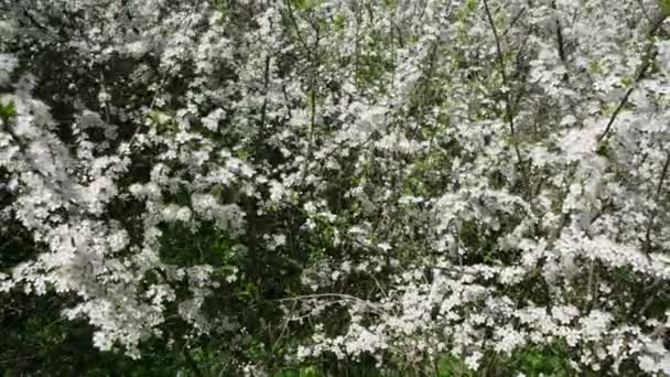 Matorral Arbustos Espina Negra Con Pequeñas Flores Blancas Principios Primavera — Vídeos de Stock