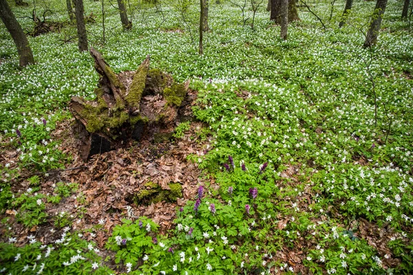 Fioritura Anemoni Bianchi Fiori Primaverili Nella Foresta Tra Gli Alberi — Foto Stock