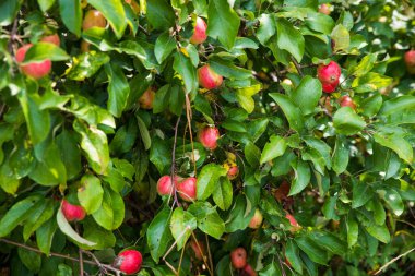 Yaşlı bir ağacın dallarında kırmızı elmalar.