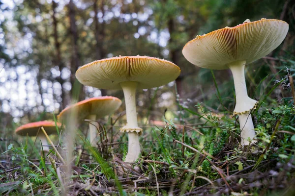 Közelkép Egy Mérgező Amanita Gombáról Természetben Szelektív Fókusz Homályos Háttér — Stock Fotó