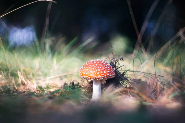 Close Van Een Giftige Amanita Paddenstoel Natuur Selectieve Focus Wazige — Stockfoto