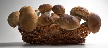 Taze toplanmış domuz mantarı. Kahverengi şapkalı Boletus..