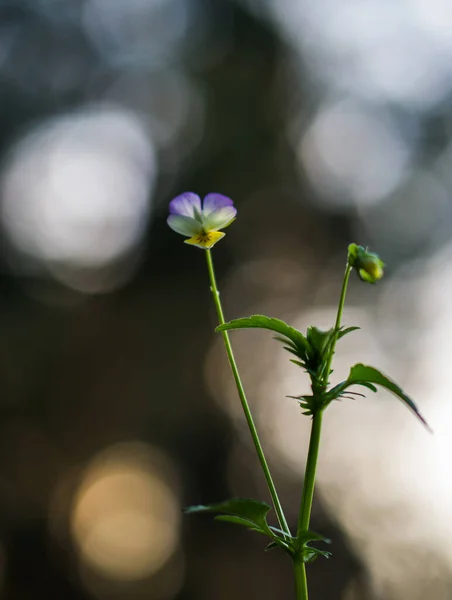 Tiga Warna Bunga Ungu Pada Latar Belakang Yang Kabur — Stok Foto
