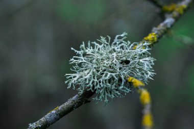 Kuru bir dalda yosun. Seçici odaklanma. Bulanık arkaplan.