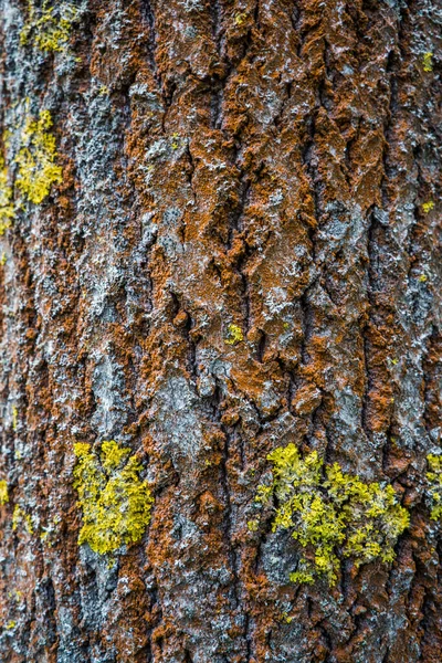Wielokolorowa Faktura Kory Drzewnej Mchem Porostem — Zdjęcie stockowe