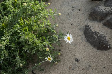 Kumda papatya çiçeği.