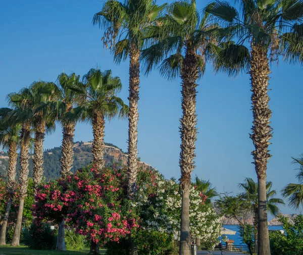 Palmen an der Strandpromenade von Alanya. — Stockfoto