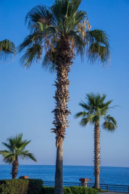 Alanya 'nın rıhtımında palmiye ağaçları.
