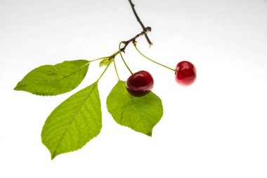 Beyaz zemin üzerinde yaprak izole kiraz.