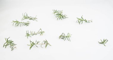 Beyaz arka planda taze biberiye dalı.