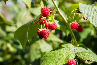 Yeşil yaprakların arasındaki bir çalılıkta doğal olgun kırmızı ahududular. Seçici odak.
