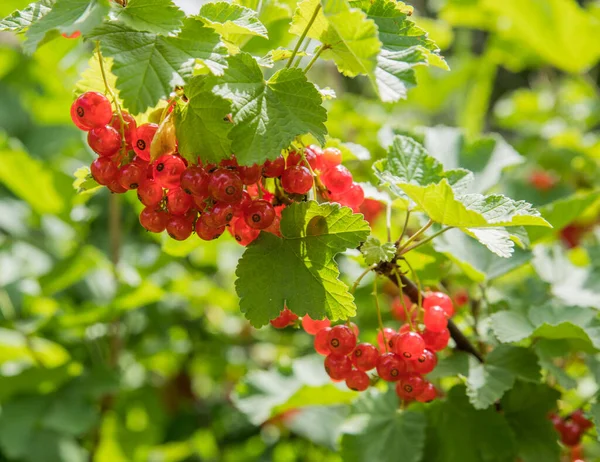 Bunch Fresh Red Currants Green Leaves — Stock Photo, Image