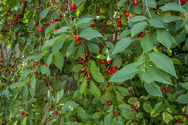 Reife Rote Kirschen Auf Den Zweigen Eines Kirschbaums — Stockfoto