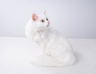 Turkuaz mavi gözlü ve pembe kusurlu kulaklı saf beyaz kedi.