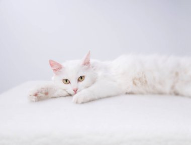 Turkuaz mavi gözlü ve pembe kusurlu kulaklı saf beyaz kedi.