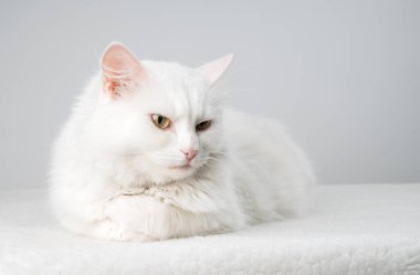 Turkuaz mavi gözlü ve pembe kusurlu kulaklı saf beyaz kedi.